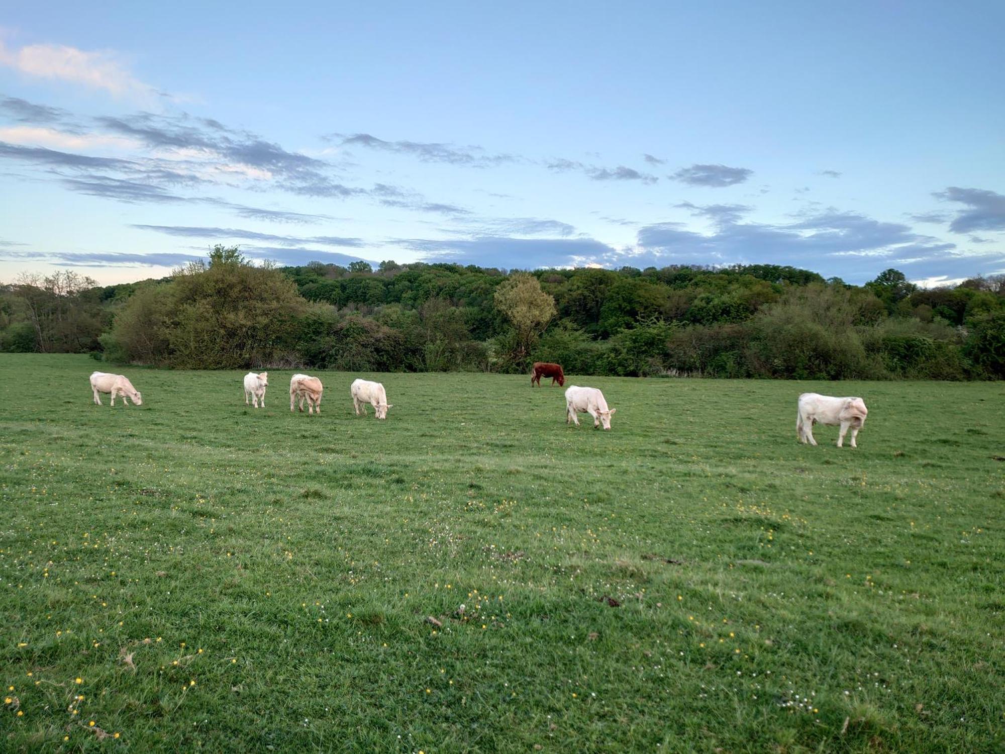 Chambre D'Hotes Juste-Confortable Fleurey-les-Lavoncourt Buitenkant foto